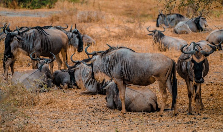 Great Wildebeast Migration
